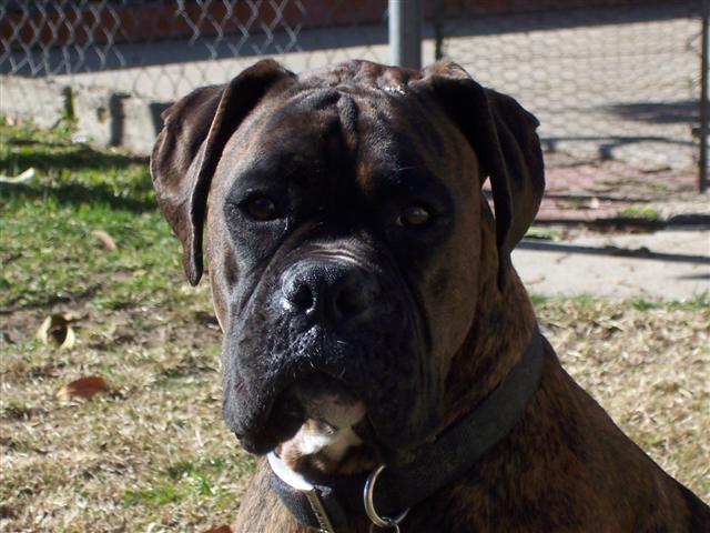 Syd_2_Years_10_Months_Old