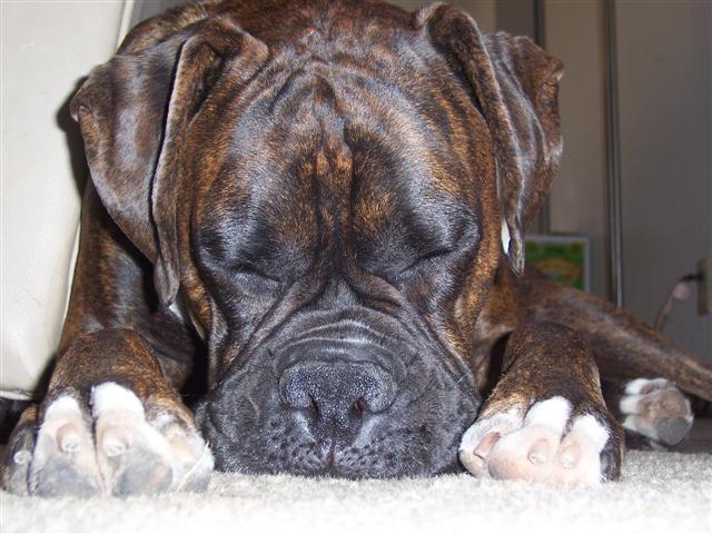 Syd_2_Years_8_Months_Old