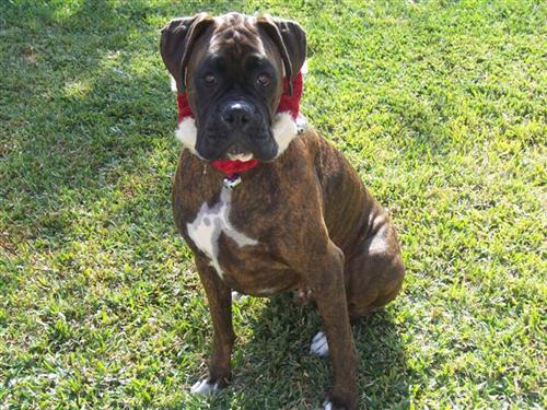Syd_2_Years_9_Months_Old