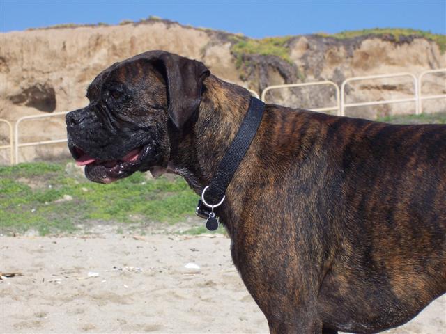 Syd_3_Years_11_Months_Old