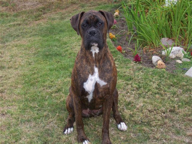Syd_3_Years_3_Months_Old