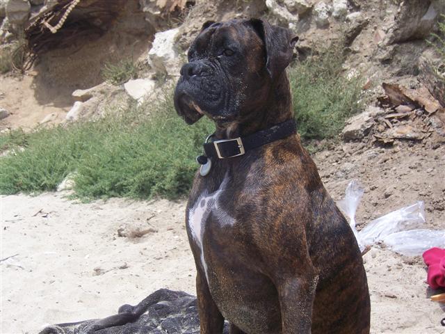 Syd_3_Years_5_Months_Old