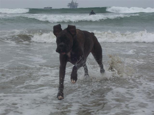 Syd_3_Years_6_Months_Old