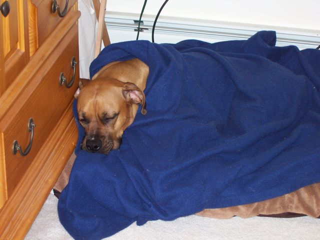 Sydney after surgery