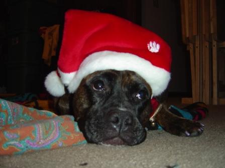 Sydney In Her Santa Hat