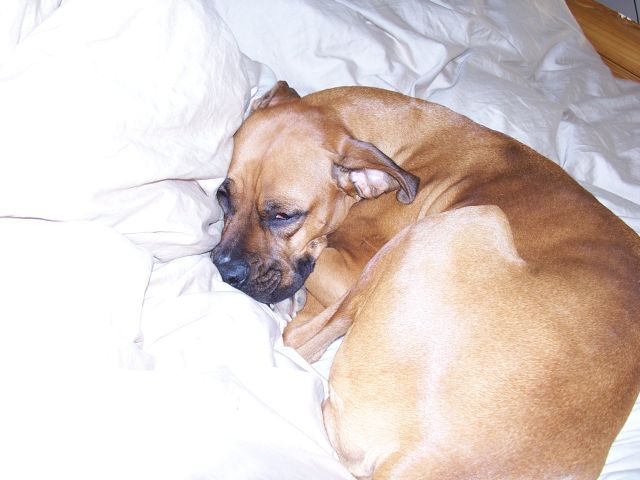 Sydney still sleeping...