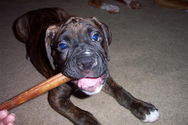 Syd's first Bully Stick