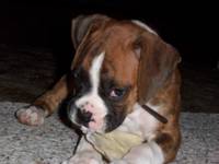 T-Ko Gnawing on His Treat from the Vet