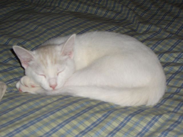 Tag the Kitten