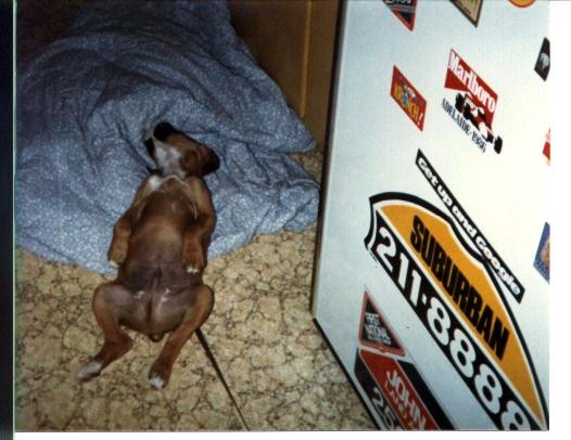 Taison as a pup