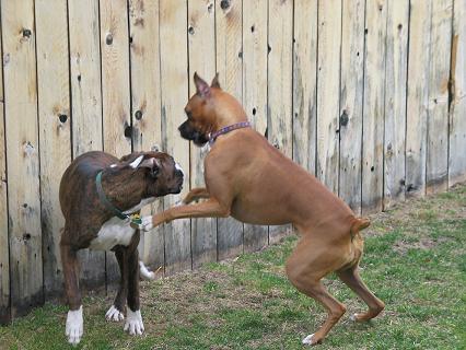 Take that ruff stuff outside!