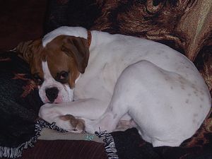 Takin a snooze in dads chair