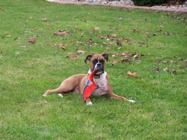 Taking a break from playing fetch