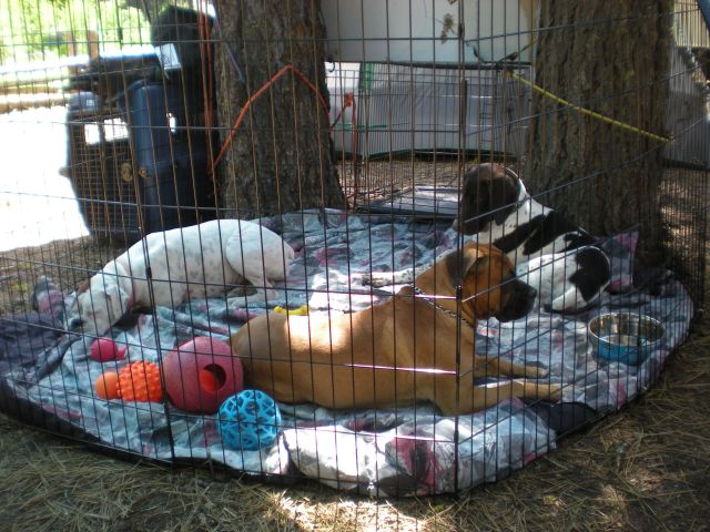 Taking a break in the pen