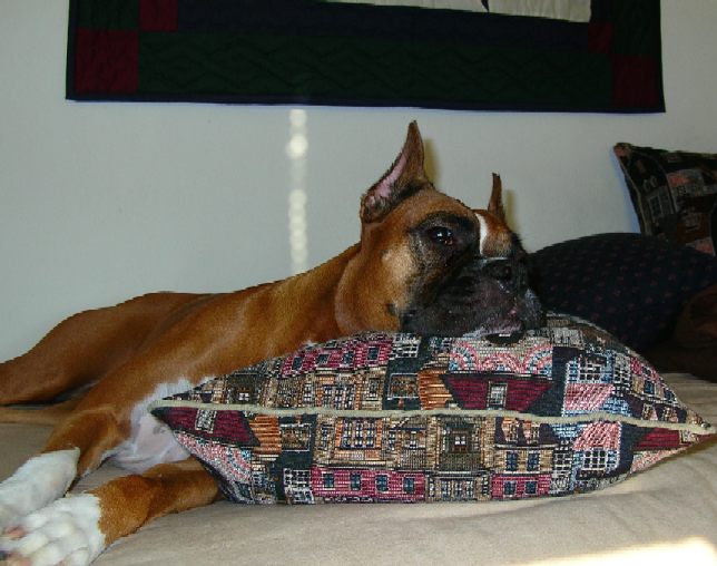 Taking a Morning Snooze