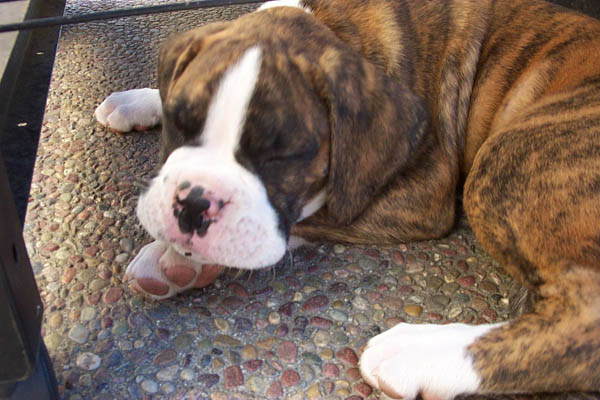 taking a nap at the breeders
