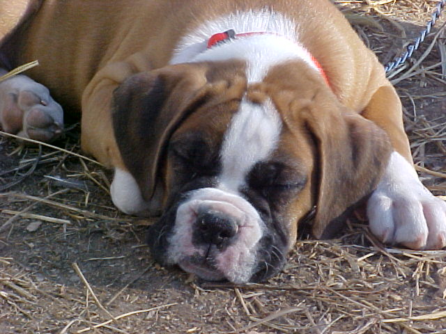 Taking a nap