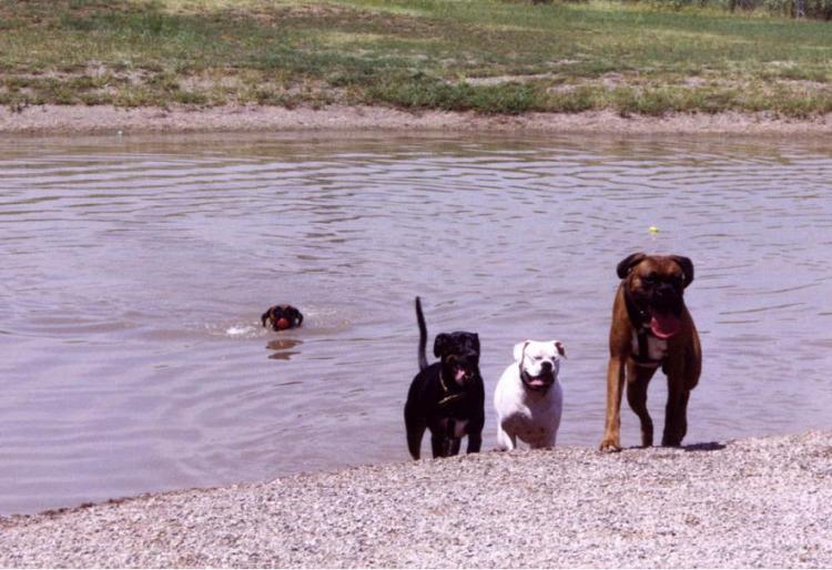 Taking a swim