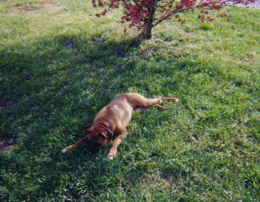 Taking some shade