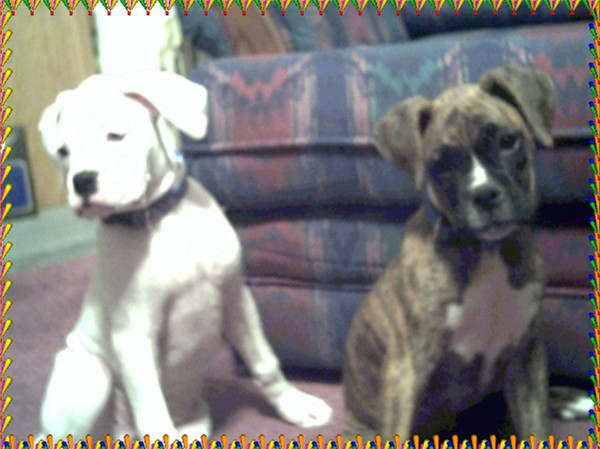 Takoda & Bo