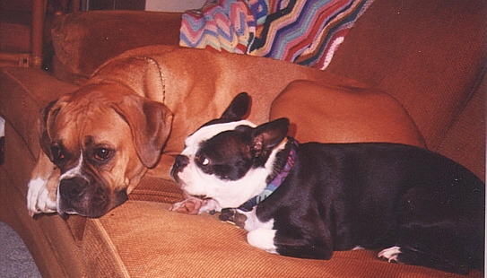 Tallie & her Roomie Mitzie