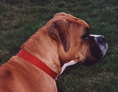 Tallie
