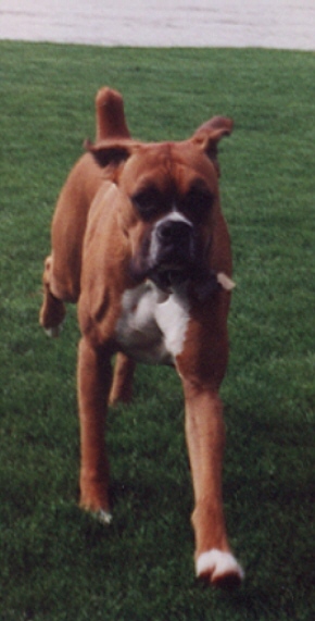 Tallie