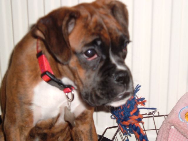 Tally at 16 weeks