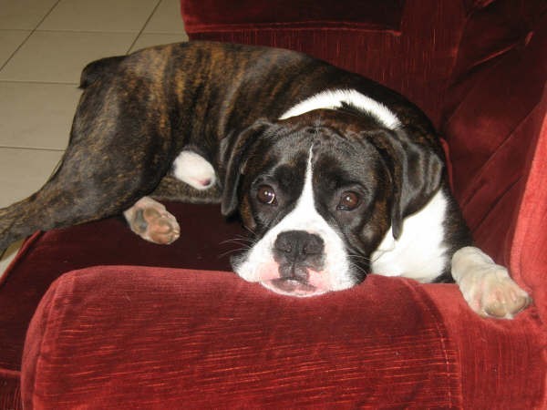 TANGO - 9 months old