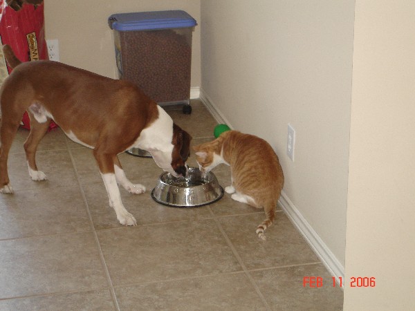 Tango_Ziggy