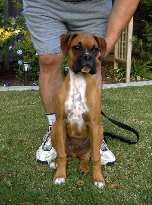 Tank, 20 weeks old.