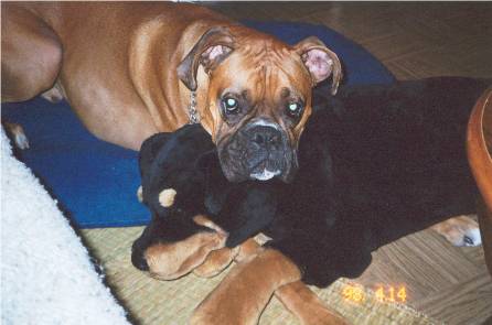 tank and his rottie (2)