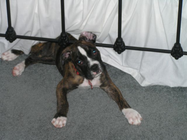 Tank playing