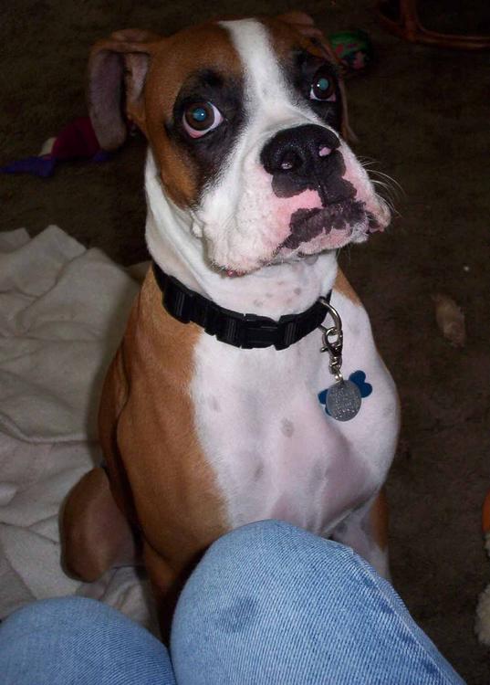 Tanner mastering the sit/stay command