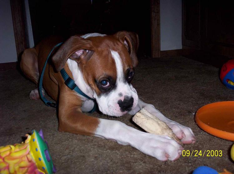 Tanner with his chew