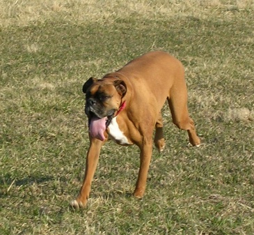 Tanner