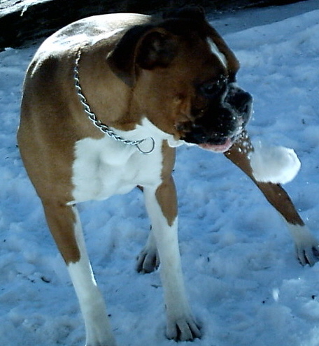 Taos Snowball