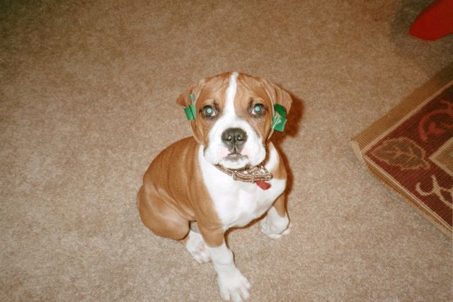 taped ears