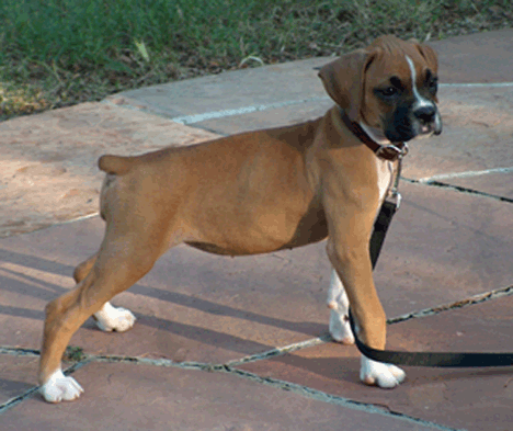 Tara @ 9 weeks