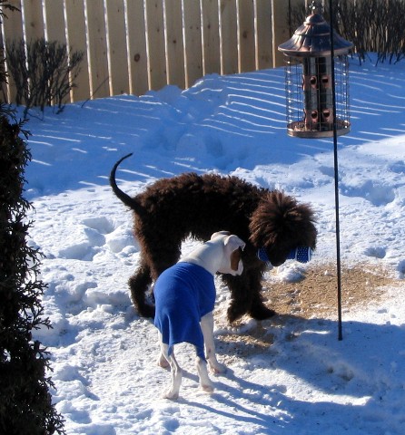 Tara and Moto outside in the snow.