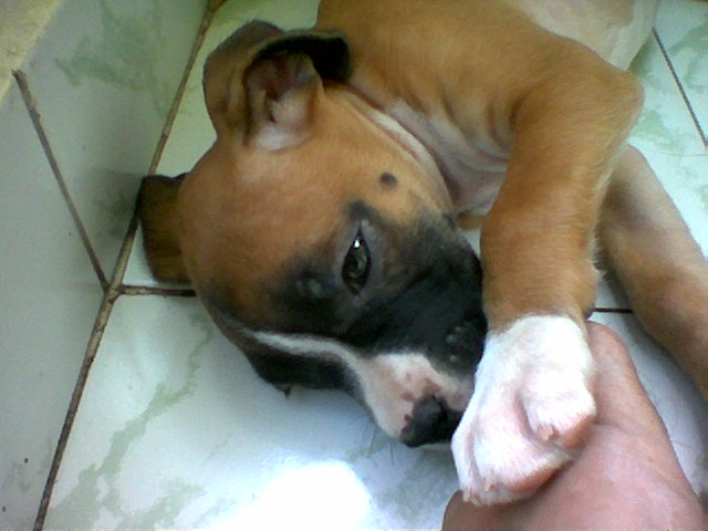 taras_first_day_at_home