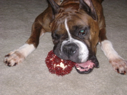 Tasha and her porcupine ball