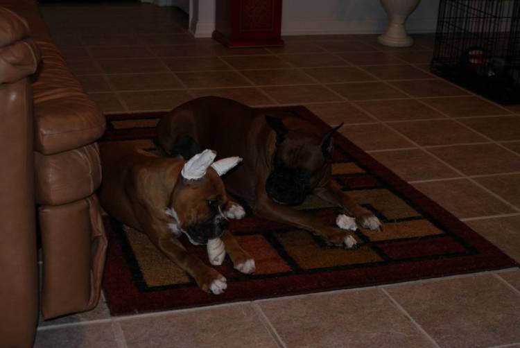 Tasha and Hurley chewing on their bones