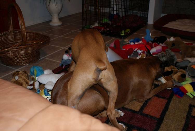 Tasha and Hurley playing