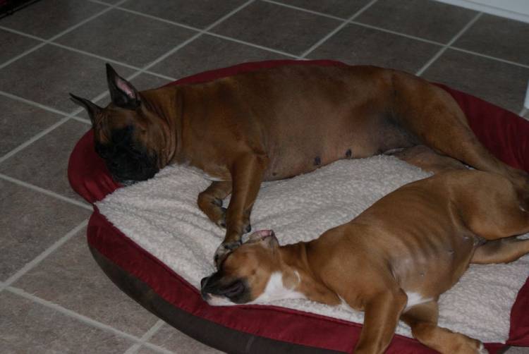Tasha and Hurley taking a nap!