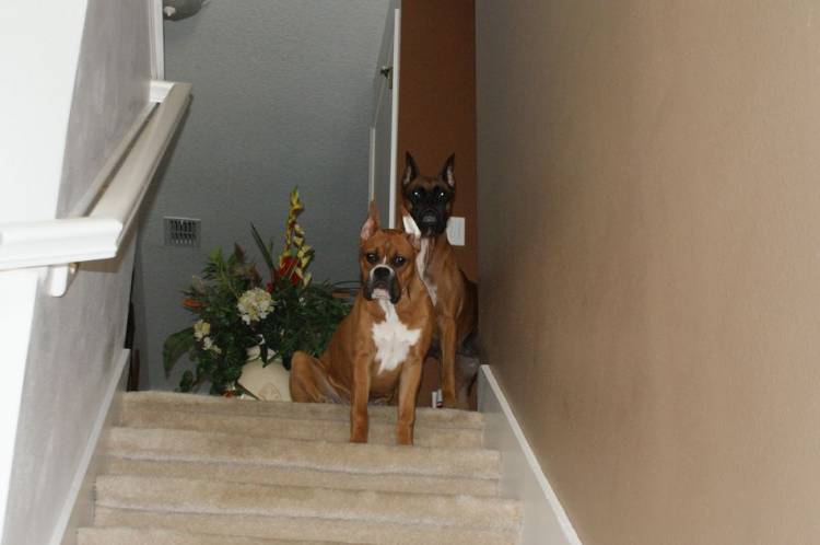 Tasha & Hurley @ the top of stairs