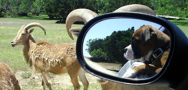 Tasha looking at the animals