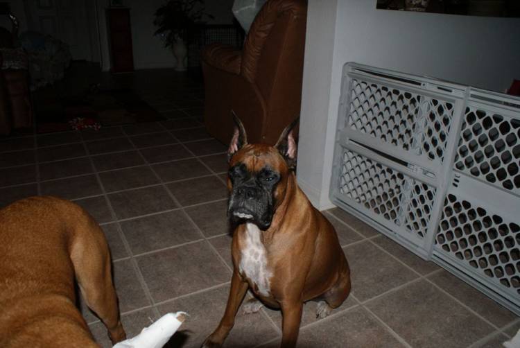 Tasha