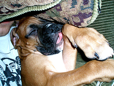 Tasty Dreams