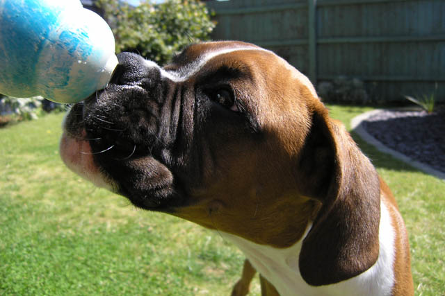 Tasty Kong